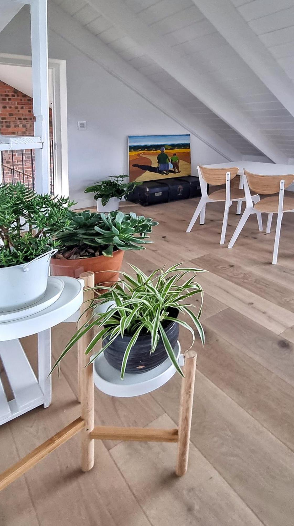 The Dragon Tree Guesthouse Kalk Bay Eksteriør bilde